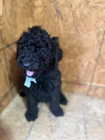 Blue Boy-Moyen, a male Poodle - Standard  for sale in Stanley, VA – 4 of 8