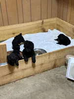 Brown Boy-Moyen, a male Poodle - Standard  for sale in Stanley, VA – 7 of 10