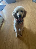 Blue Boy-Moyen, a male Poodle - Standard  for sale in Stanley, VA – 7 of 8