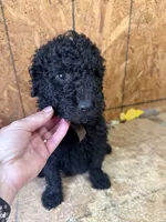 Brown Boy-Moyen, a male Poodle - Standard  for sale in Stanley, VA – 6 of 10
