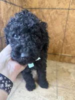 Blue Boy-Moyen, a male Poodle - Standard  for sale in Stanley, VA – 5 of 8
