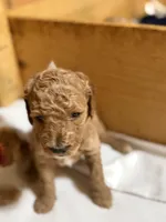 Monkey boy, a male Goldendoodle for sale in Stanley, VA – Photo 5 of 10