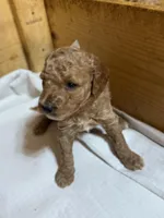 Monkey boy, a male Goldendoodle for sale in Stanley, VA – Photo 4 of 10