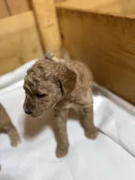 Monkey boy, a male Goldendoodle for sale in Stanley, VA – Photo 3 of 10