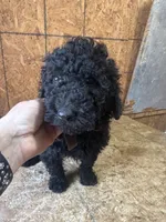Brown Boy-Moyen, a male Poodle - Standard  for sale in Stanley, VA – 4 of 10