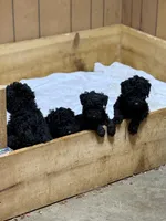 Blue Boy-Moyen, a male Poodle - Standard  for sale in Stanley, VA – 2 of 8