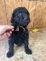 Brown Boy-Moyen, a male Poodle - Standard  for sale in Stanley, VA – 9 of 10