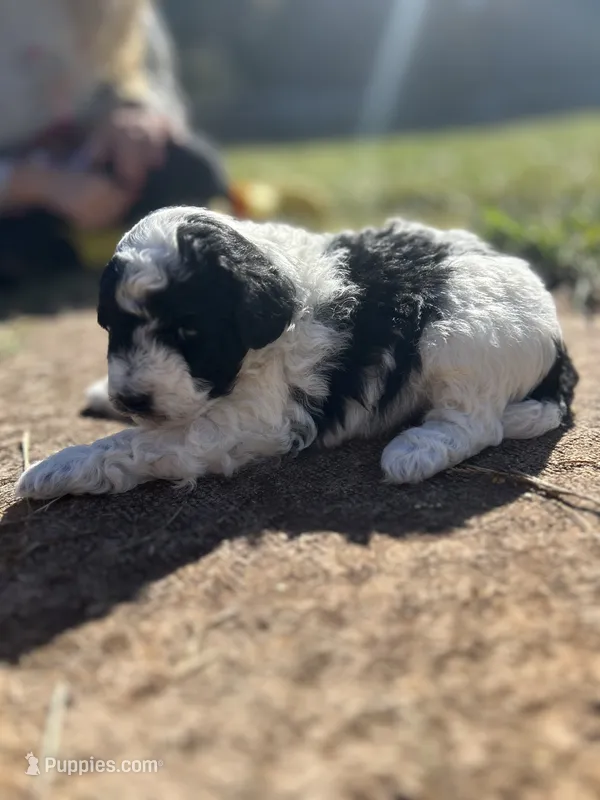 prince – Poodle - Miniature  puppy for sale in Greenville, SC
