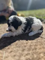 prince, a male Poodle - Miniature  for sale in Greenville, SC – 1 of 7