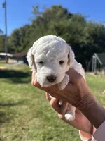 Snow White, a female Poodle - Miniature  for sale in Greenville, SC – 6 of 7
