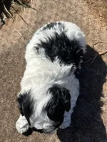 prince, a male Poodle - Miniature  for sale in Greenville, SC – 7 of 7