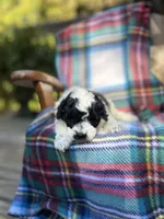 prince, a male Poodle - Miniature  for sale in Greenville, SC – 2 of 7