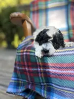 prince, a male Poodle - Miniature  for sale in Greenville, SC – 3 of 7