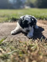 prince, a male Poodle - Miniature  for sale in Greenville, SC – 4 of 7