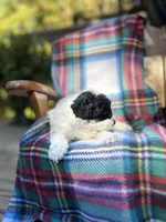 prince, a male Poodle - Miniature  for sale in Greenville, SC – 5 of 7