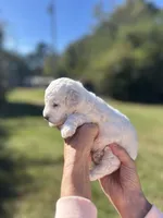Snow White, a female Poodle - Miniature  for sale in Greenville, SC – 4 of 7