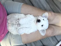 Snow White, a female Poodle - Miniature  for sale in Greenville, SC – 2 of 7