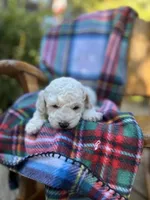 Snow White, a female Poodle - Miniature  for sale in Greenville, SC – 3 of 7