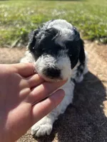 prince, a male Poodle - Miniature  for sale in Greenville, SC – 6 of 7