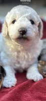 Snow White, a female Poodle - Miniature  for sale in Greenville, SC – 7 of 7