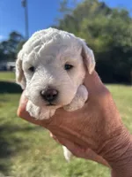 Snow White, a female Poodle - Miniature  for sale in Greenville, SC – 5 of 7