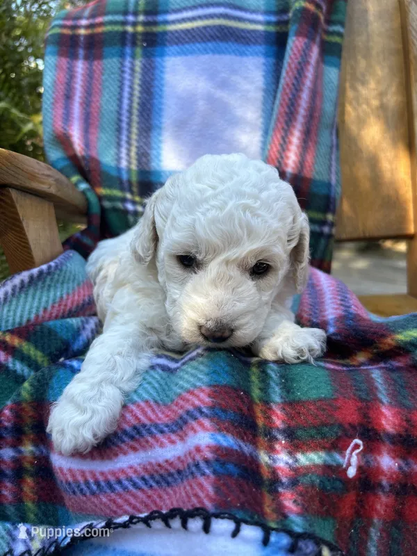 Snow White – Poodle - Miniature  puppy for sale in Greenville, SC