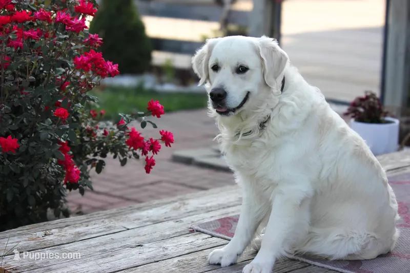 Golden Retriever Puppies  – English Cream Golden Retriever puppy for sale in Brookville, IN