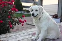 Golden Retriever Puppies , a female English Cream Golden Retriever for sale in Brookville, IN – 1 of 10