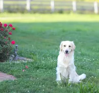 Golden Retriever Puppies , a female English Cream Golden Retriever for sale in Brookville, IN – 3 of 10