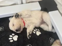 Golden Retriever Puppies , a female English Cream Golden Retriever for sale in Brookville, IN – 5 of 10