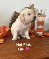 Golden Retriever Puppy, a female English Cream Golden Retriever for sale in Brookville, IN – 9 of 10