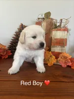 Golden Retriever Puppy, a female English Cream Golden Retriever for sale in Brookville, IN – 7 of 10