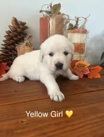 Golden Retriever Puppy, a female English Cream Golden Retriever for sale in Brookville, IN – 5 of 10
