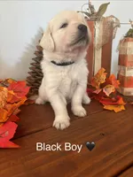 Golden Retriever Puppy, a female English Cream Golden Retriever for sale in Brookville, IN – 6 of 10