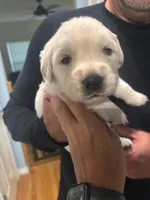 Golden Retriever Puppies , a female English Cream Golden Retriever for sale in Brookville, IN – 8 of 10