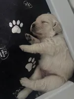 Golden Retriever Puppies , a female English Cream Golden Retriever for sale in Brookville, IN – 6 of 10