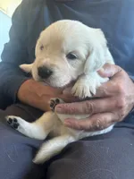 Golden Retriever Puppies , a female English Cream Golden Retriever for sale in Brookville, IN – 10 of 10