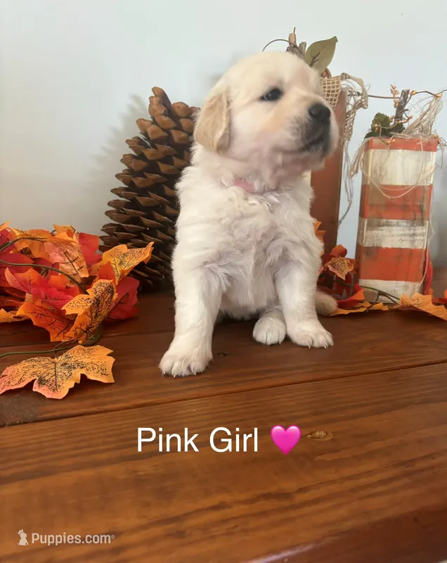 Golden Retriever Puppies  – English Cream Golden Retriever puppy for sale in Brookville, IN