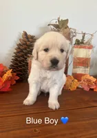 Golden Retriever Puppy, a female English Cream Golden Retriever for sale in Brookville, IN – 10 of 10