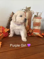 Golden Retriever Puppy, a female English Cream Golden Retriever for sale in Brookville, IN – 4 of 10