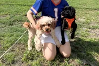 Theo, a male Cavapoo for sale in Lake City, FL – 2 of 7