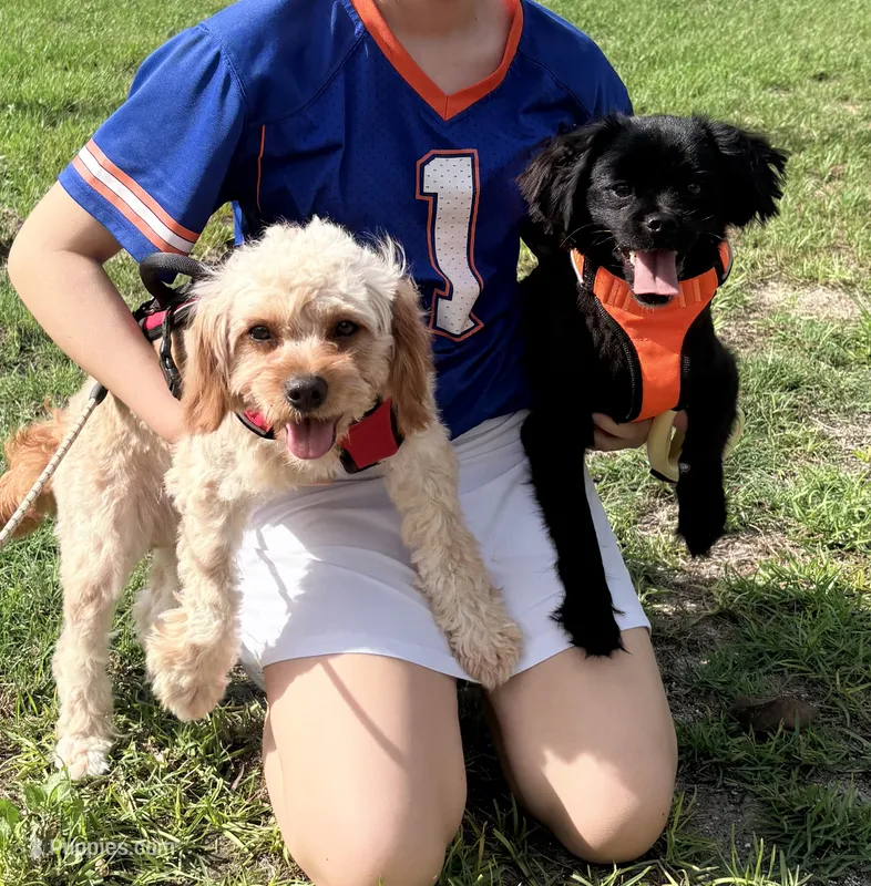 Theo – Cavapoo puppy for sale in Lake City, FL