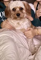 Theo, a male Cavapoo for sale in Lake City, FL – 4 of 7