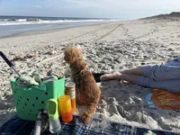 Theo, a male Cavapoo for sale in Lake City, FL – 7 of 7