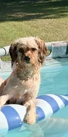 Theo, a male Cavapoo for sale in Lake City, FL – 3 of 7