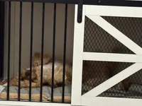 Theo, a male Cavapoo for sale in Lake City, FL – 5 of 7