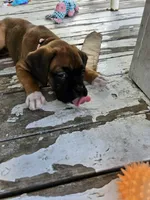 Tawny, a female Boxer for sale in Gillett, PA – 4 of 7