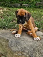 Tawny, a female Boxer for sale in Gillett, PA – 3 of 7