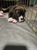 Hercules, a male Boxer for sale in Gillett, PA – 2 of 2