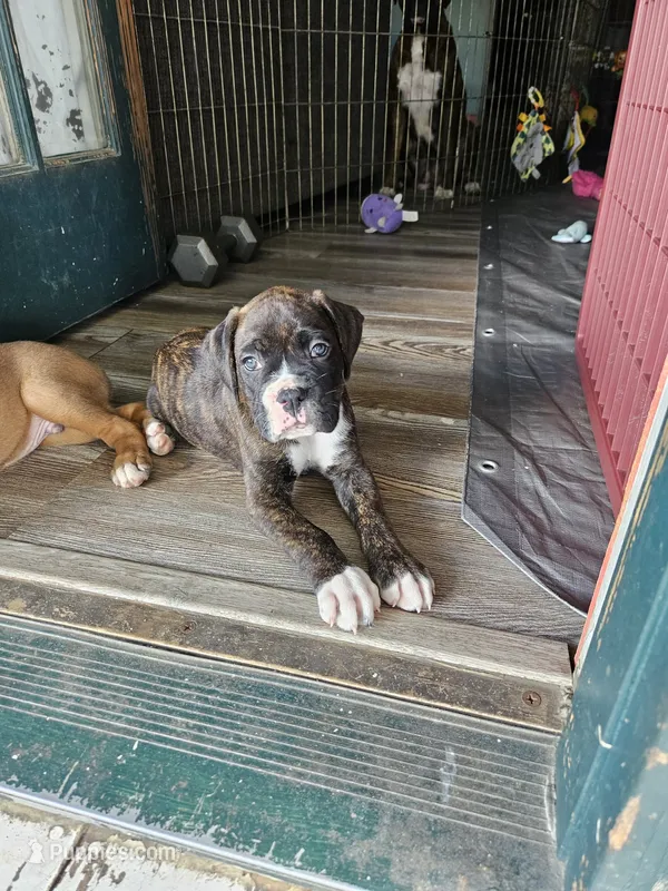 Hercules – Boxer puppy for sale in Gillett, PA